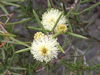 Melaleuca nodosa