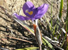 Patersonia sericea