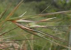 Themeda triandra