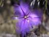 Thysanotus tuberosus