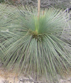 Xanthorrhoea media