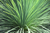 Xanthorrhoea