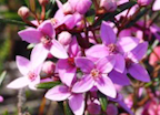 Boronia ledifolia