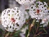 Pimelea linifolia