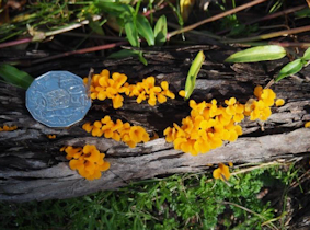 small fungi