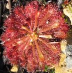 Drosera