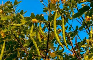Cassia seed pods