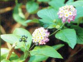 Lantana camara