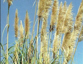 Pampas Grass