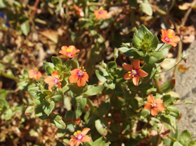 Scarlet Pimpernel