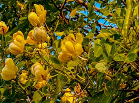 Cassia