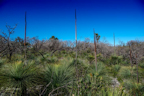 Xanthorrhoea