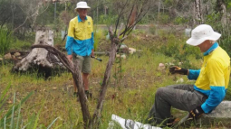 Volunteer weeders