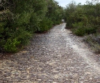 Avenue of Honour