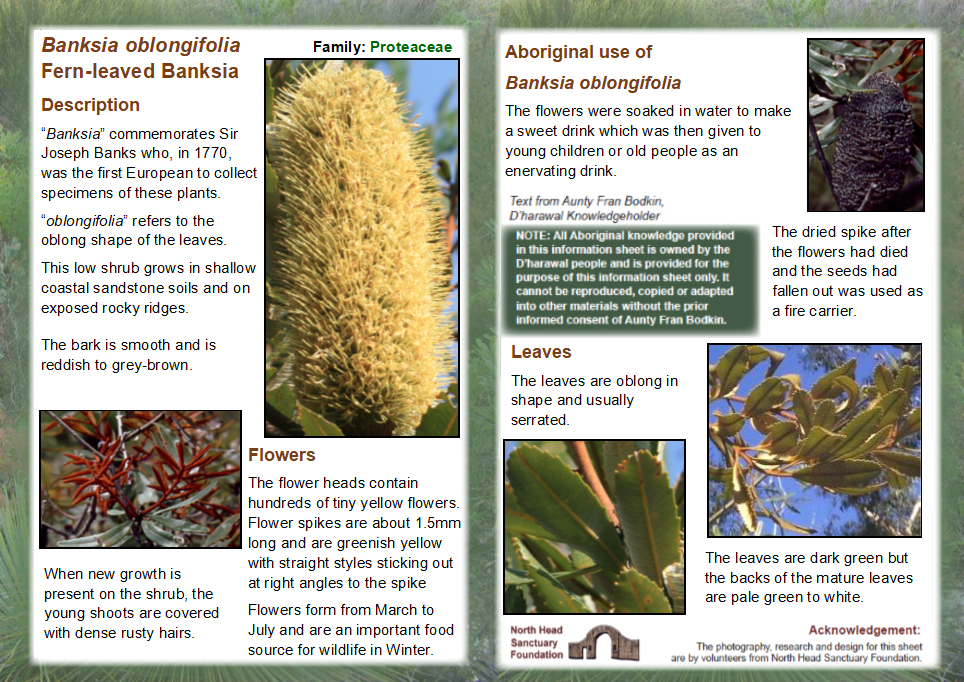 Banksia oblongifolia