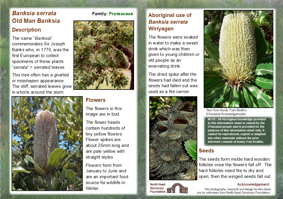 Banksia serrata