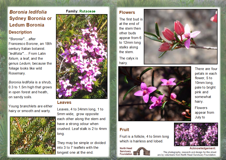 Boronia ledifolia