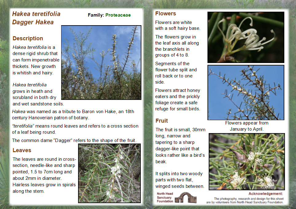 Hakea teretifolia