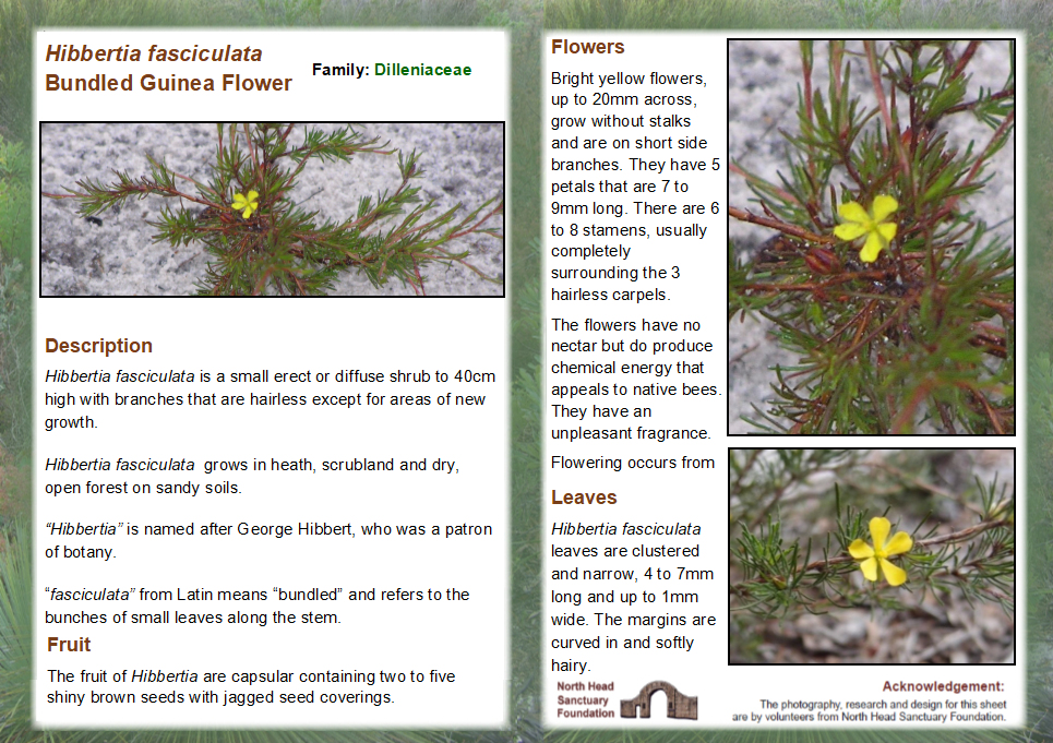 Hibbertia fasciculata