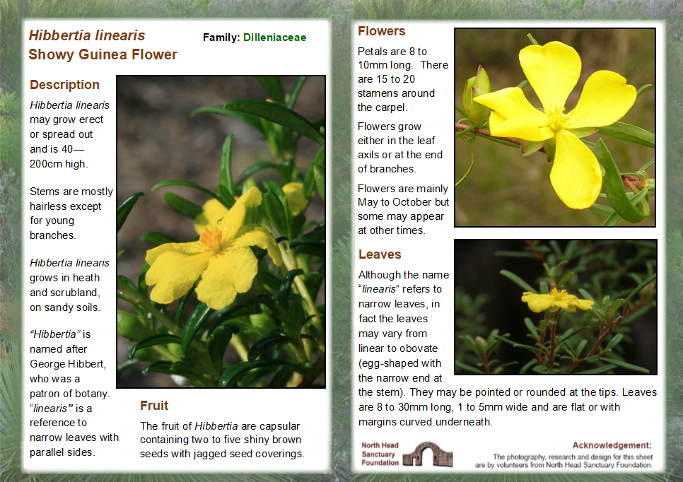 Hibbertia linearis