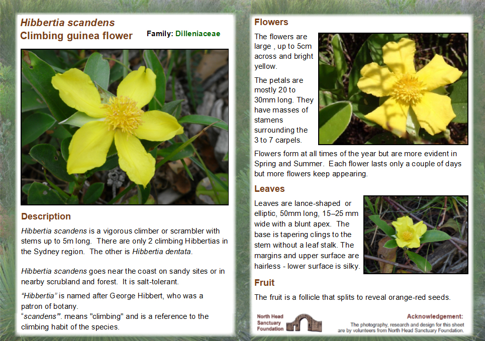 Hibbertia scandens