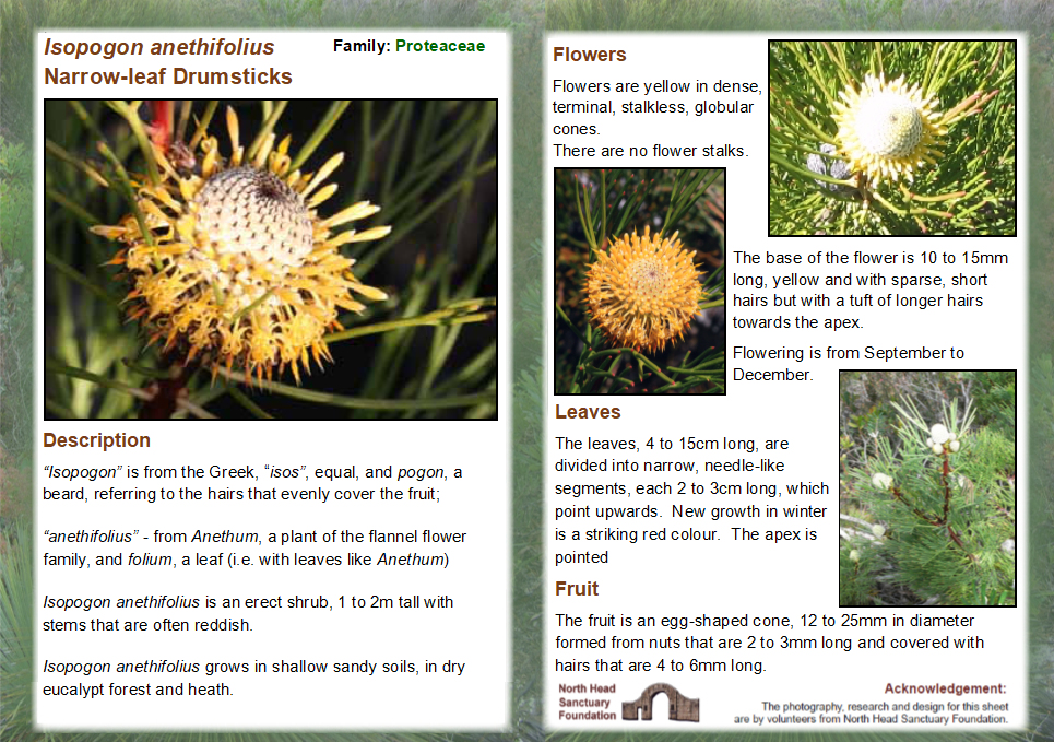 Isopogon anethifolius