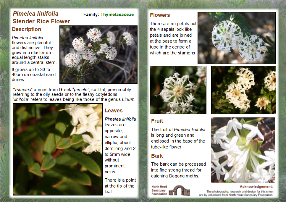 Pimelea linifolia